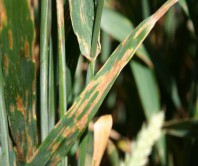 Protection des céréales